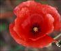 plaatje van papaver